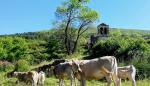 Los ganaderos beneficiarios del programa suman un censo cercano a las 5000 vacas nodrizas.