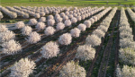 Campo de almendros en flor.