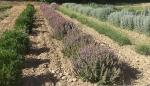 Parcela de ensayo de plantas aromáticas y medicinales del CITA.