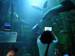 Una visitante fotografía las arapaimas del tanque central del Acuario.