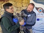 Entrega de los ejemplares para ser reintroducidos en la sierra de Gredos.