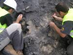 Los restos de la tortuga fueron hallados y excavados en la Mina Santa María de Ariño, en el municipio turolense de Ariño (España).