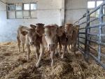 Terneros del proyecto FETALNUT al inicio de la fase de cebo
