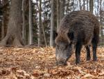 Ejemplar de jabalí silvestre, especie clave en la vigilancia y prevención frente a la peste porcina africana.