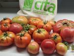 El Banco de Germoplasma Hortícola de Zaragoza (BGHZ) del CITA conserva una de las colecciones de semillas de tomate más importantes de España