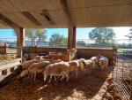 El Laboratorio de Genética Molecular Animal  del CITA recopila y analiza datos reproductivos, genealógicos y productivos que gestionan las asociaciones de criadores