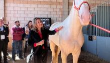 La consejera Mayte Pérez inaugura la Feria de Cedrillas, en su 130 edición