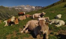 La ganadería y la agricultura de montaña pueden ayudar a mantener el paisaje y preservar la biodiversidad