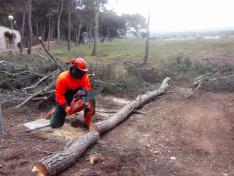 Alumnos de Gestión Forestal y de Medio Natural sanean el pinar del Hospital Royo Villanova