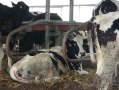 El proyecto investiga sobre el papel que puedan desempeñar los diferentes sistemas de producción ganadera de Aragón en la aparición de la resistencia antimicrobiana en patógenos que afectan a la salud humana.