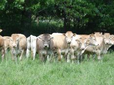 Estas jornadas son la cita más relevante de la investigación en producción animal en España.