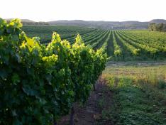 El mildiu provoca manchas en las hojas de la vid