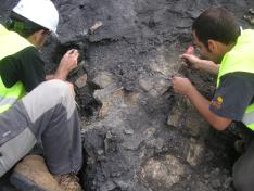 Los restos de la tortuga fueron hallados y excavados en la Mina Santa María de Ariño, en el municipio turolense de Ariño (España).