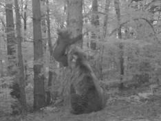 Imagen extraída de un vídeo de las cámaras de fototrampeo en las que se ve a Claverina y a su osezno.