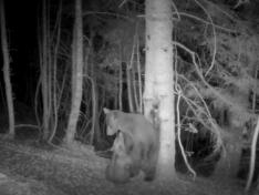Imagen de Claverina y su cría captada por una cámara de fototrampeo el pasado mes de agosto en la zona de Hecho.