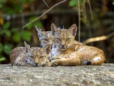 Un grupo de linces, en Extremadura.