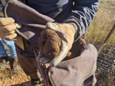 El departamento de Agricultura, Ganadería y Alimentación y Diputación Provincial de Teruel reivindican el valor de la trufa negra de la región.