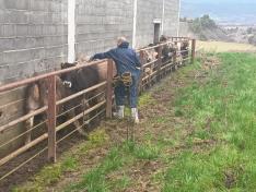 Comienza la campaña de vacunación frente a la Dermatosis Nodular Contagiosa en las OCAs de Boltaña, Jaca y Sabiñánigo.