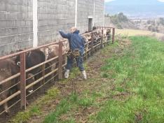 La inmunización de DNC en Tamarite de Litera, Graus y Castejón de Sos alcanza el 90% de la cabaña.