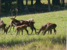 Reserva de los Montes Universales.