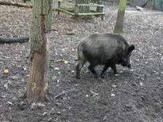 Jabalí-Foto archivo