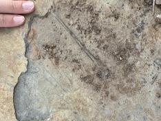 Falange alar de pterosaurio en el momento de su descubrimiento en el yacimiento “El Pozo” (Teruel).