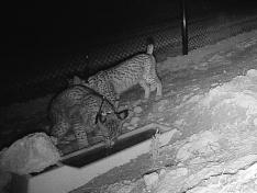 Los dos ejemplares, junto a uno de los abrevaderos preparados en la finca.