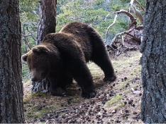 El oso Cannellito, captado por una cámara de fototrampeo.