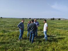 El departamento de Agricultura refuerza la vigilancia frente a la langosta en Los Monegros tras las afecciones del pasado año.