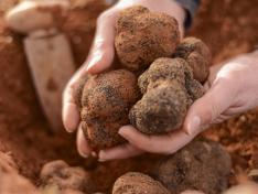 La Trufa Negra de Teruel consigue el reconocimiento de la Unión Europea como Indicación Geográfica Protegida.