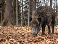 Ejemplar de jabalí silvestre, especie clave en la vigilancia y prevención frente a la peste porcina africana.