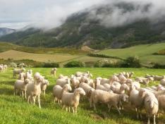 Un rebaño de ovejas en una explotación aragonesa