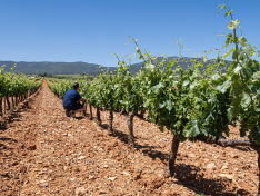 La convocatoria apoya inversiones en transformación, infraestructuras vitivinícolas y comercialización en el marco de la Intervención Sectorial del Vino.
