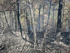 Imagen de archivo de una zona forestal quemada este verano