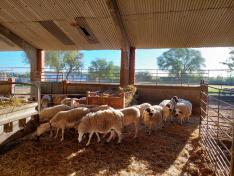 El Laboratorio de Genética Molecular Animal  del CITA recopila y analiza datos reproductivos, genealógicos y productivos que gestionan las asociaciones de criadores