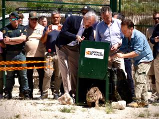 El presidente Jorge Azcón ha participado este miércoles en la presuelta de los dos nuevos linces ibéricos.