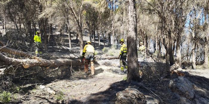 El INFOAR en tareas de limpieza de masa forestal dañada.