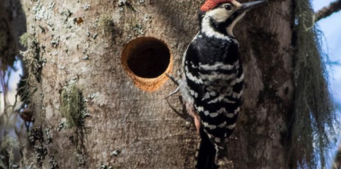 Imágenes de las tareas realizadas y de ejemplares de las diferentes especies muestreadas.