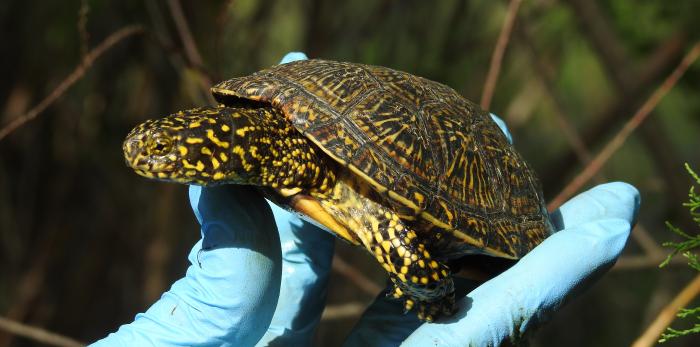 Imágenes de las tareas realizadas y de ejemplares de las diferentes especies muestreadas.