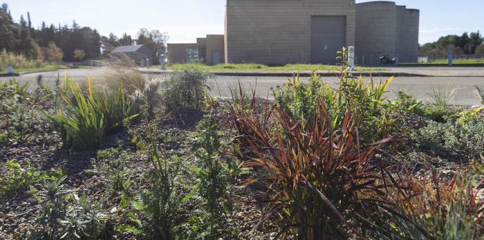 El CDAN presenta este lunes su nuevo jardín seco.