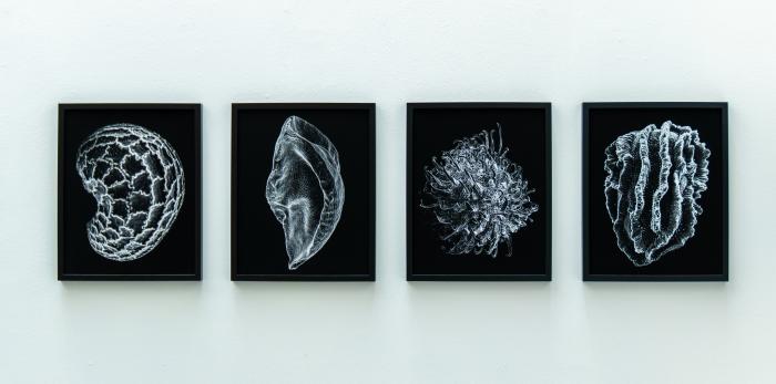 Exposición 'Ellas ilustran botánica' en el CDAN.