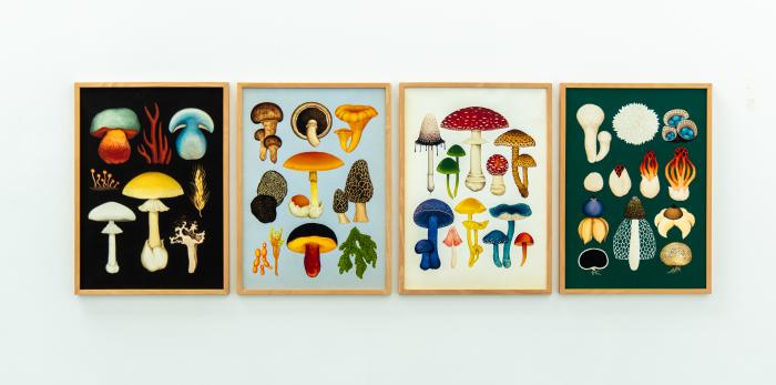 Exposición 'Ellas ilustran botánica' en el CDAN.