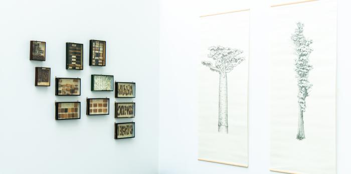 Exposición 'Ellas ilustran botánica' en el CDAN.