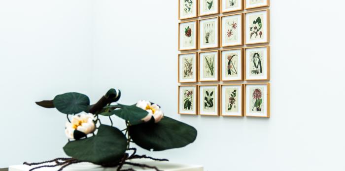 Exposición 'Ellas ilustran botánica' en el CDAN.