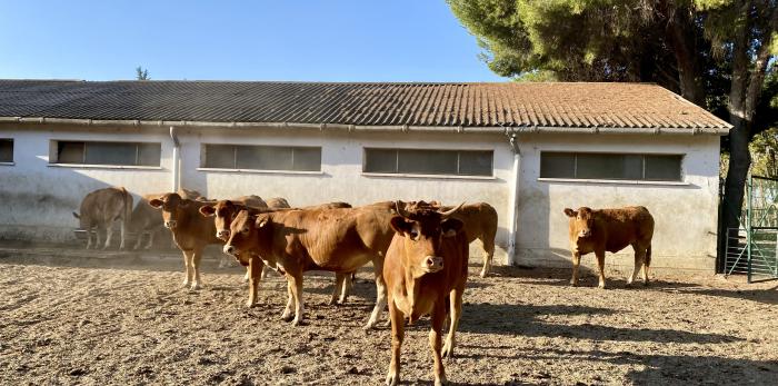 Novillas en las instalaciones del CTA (Movera, Zaragoza)