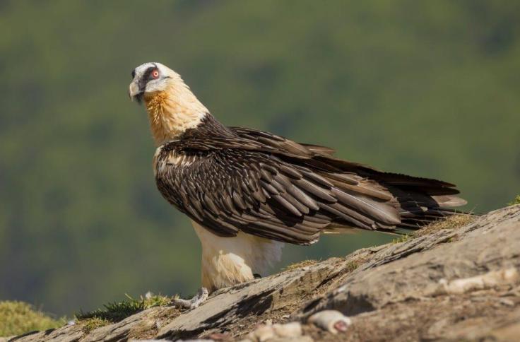 Una pareja reproductora de quebrantahuesos se afianza en el Moncayo, aunque no logra reproducirse con éxito en su segundo intento