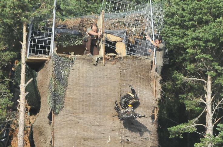 Liberados los dos primeros pollos de quebrantahuesos criados en el nuevo centro de cría en cautividad de La Alfranca