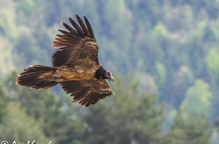 Los Picos de Europa esperan al quebrantahuesos 