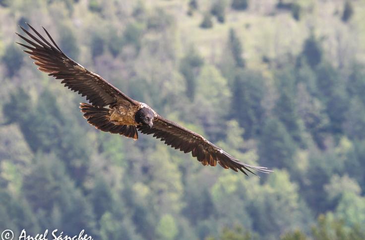 Los Picos de Europa esperan al quebrantahuesos 