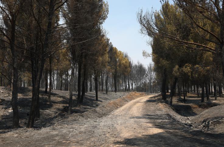 Incendio Forestal de Ateca